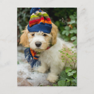 Carte Postale Un Chiot De Cavacon Doux Dans Un Casquette D'Hiver