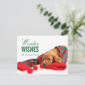 Carte Postale Un chiot mixte de Vizsla (Debout devant)