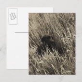 Carte Postale Un chiot noir dans une prairie. (Devant / Derrière)