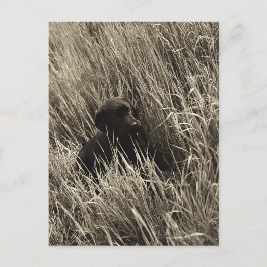 Carte Postale Un chiot noir dans une prairie. (Devant)