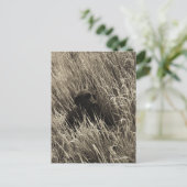 Carte Postale Un chiot noir dans une prairie. (Debout devant)