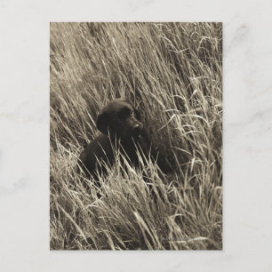 Carte Postale Un chiot noir dans une prairie.