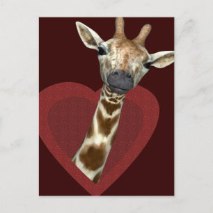 Carte Postale Un Coeur Pour Les Giraffes