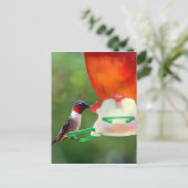 Carte Postale Un colibri à gorge rubis (Debout devant)