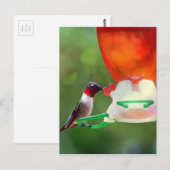 Carte Postale Un colibri à gorge rubis (Devant / Derrière)