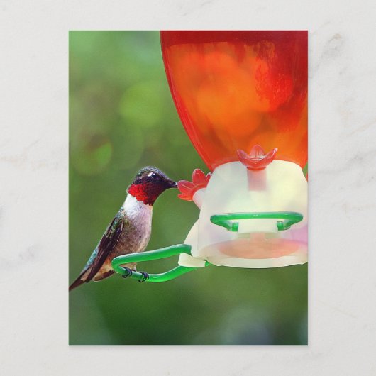 Carte Postale Un colibri à gorge rubis (Devant)