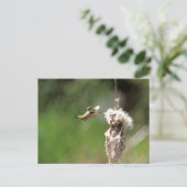 Carte Postale Un colibri construit un nid (Debout devant)