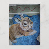 Carte Postale Un collage de bébé lapin (Devant)