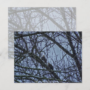 Carte Postale Un compagnon pour l'hiver