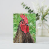 Carte Postale Un coq bleu (Debout devant)