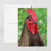 Carte Postale Un coq bleu (Devant / Derrière)