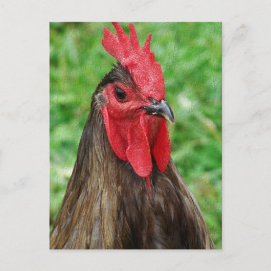 Carte Postale Un coq bleu (Devant)