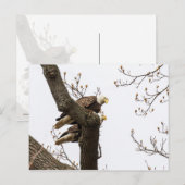Carte Postale Un couple d'aigle heureux (Devant / Derrière)