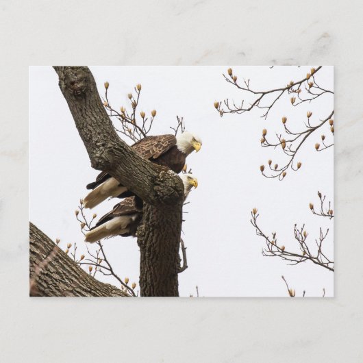 Carte Postale Un couple d'aigle heureux (Devant)