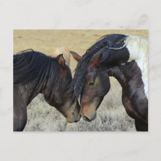 Carte Postale Un couple de chevaux sauvages