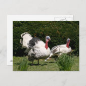 Carte Postale Un couple turc (Devant / Derrière)