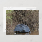 Carte Postale Un couvert de Héron Noir alimentant (Devant / Derrière)