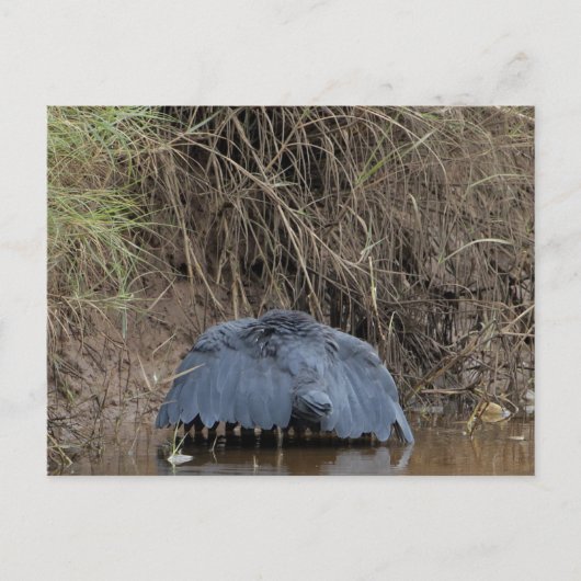 Carte Postale Un couvert de Héron Noir alimentant (Devant)