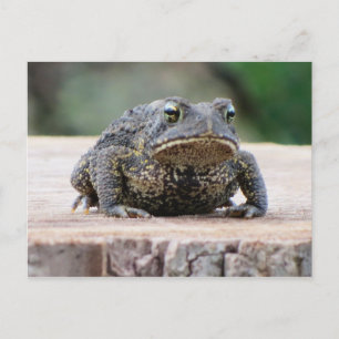Carte Postale Un crapaud sur une tige d'arbre