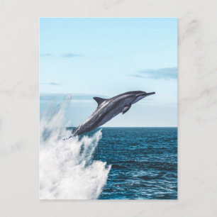 Carte Postale Un dauphin saute de l'océan