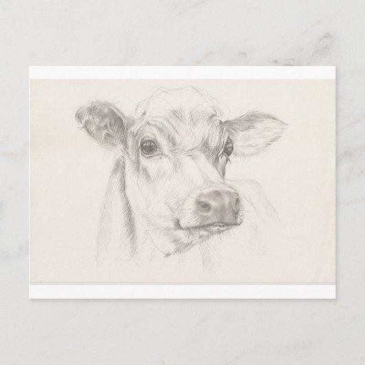 Carte Postale Un dessin d'une jeune vache (Devant)