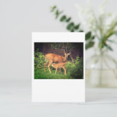 Carte Postale Un doe et son père (Debout devant)