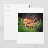 Carte Postale Un doe et son père (Devant / Derrière)