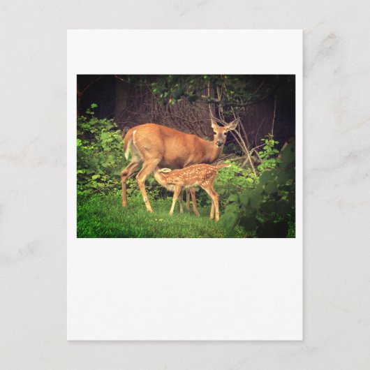 Carte Postale Un doe et son père (Devant)