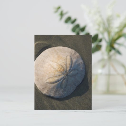 Carte Postale Un dollar de sable sur la plage (Debout devant)