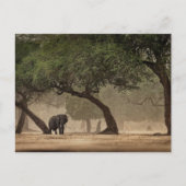 Carte Postale Un éléphant africain dans la forêt, Zimbabwe (Devant)