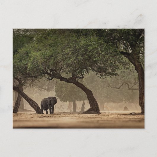 Carte Postale Un éléphant africain dans la forêt, Zimbabwe (Devant)