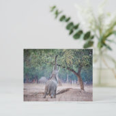 Carte Postale Un éléphant pour l'acia (Debout devant)