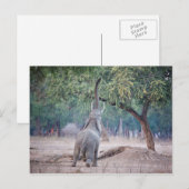 Carte Postale Un éléphant pour l'acia (Devant / Derrière)