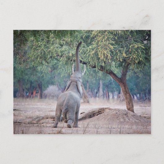 Carte Postale Un éléphant pour l'acia (Devant)