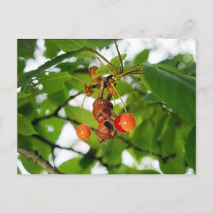 Carte Postale Un elfe de cacre mange des cerises comme une chauv