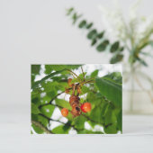 Carte Postale Un elfe de cacre mange des cerises comme une chauv (Debout devant)