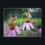 Carte Postale Un elfe de cacre prend une photo d'un papillon<br><div class="desc">Un elfe de glacier prend une photo d'un papillon sur une fleur. - drôle de carte postale</div>