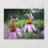Un elfe de cacre prend une photo d'un papillon