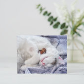 Carte Postale Un elfe de maïs avec le chat (Debout devant)