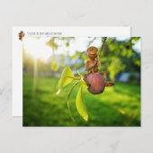 Carte Postale Un elfe de maïs sur le pommier été (Devant / Derrière)