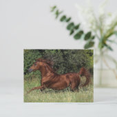 Carte Postale Un étalon arabe coule dans l'herbe (Debout devant)