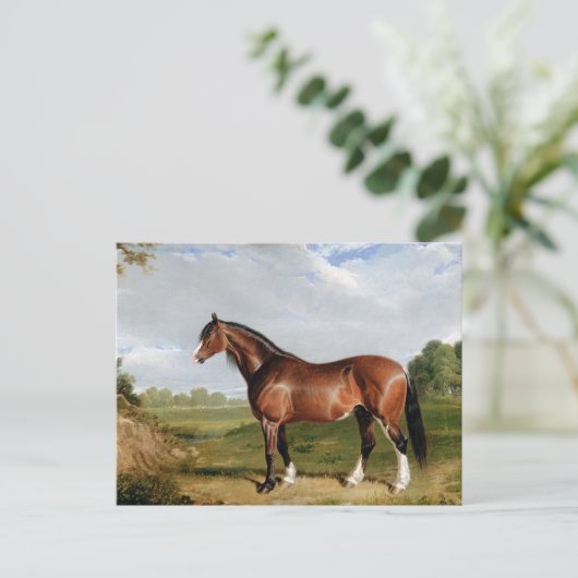 Carte Postale Un étalon Clydesdale (Debout devant)