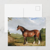 Carte Postale Un étalon Clydesdale (Devant / Derrière)