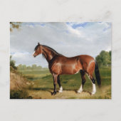Carte Postale Un étalon Clydesdale (Devant)