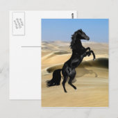 Carte Postale Un étalon noir sauvage (Devant / Derrière)