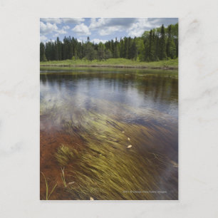 Carte Postale Un Étang Qui Reflète Les Nuages