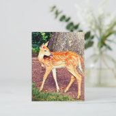 Carte Postale Un faon (Debout devant)
