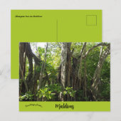 Carte Postale Un figuier des banians aux Maldives (Devant / Derrière)