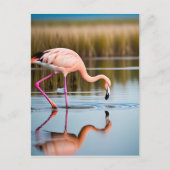 Carte Postale Un Flamant rose rose qui voit sa réflexion dans l' (Devant)