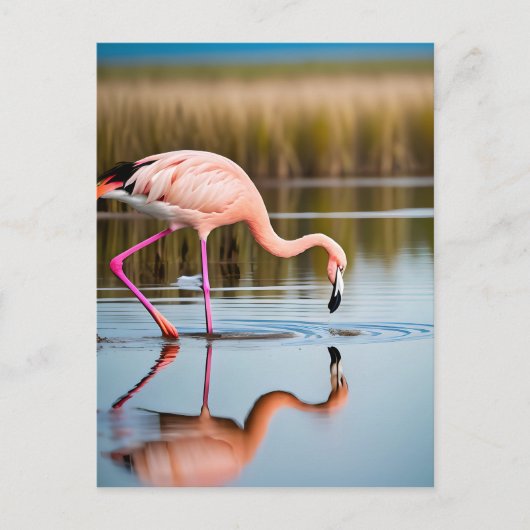 Carte Postale Un Flamant rose rose qui voit sa réflexion dans l' (Devant)